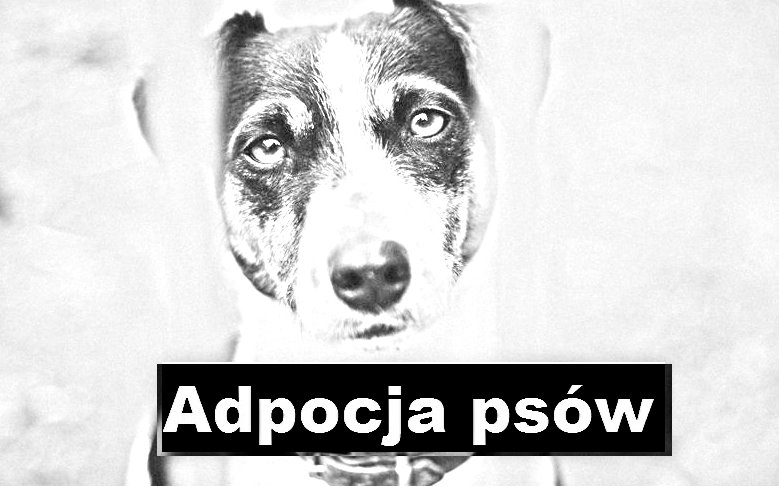 Na stronie prezentowane są psy odłowione na terenie gminy Zabłudów i przeznaczone do adopcji