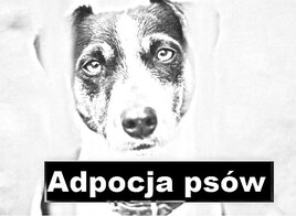 adopcja.jpg